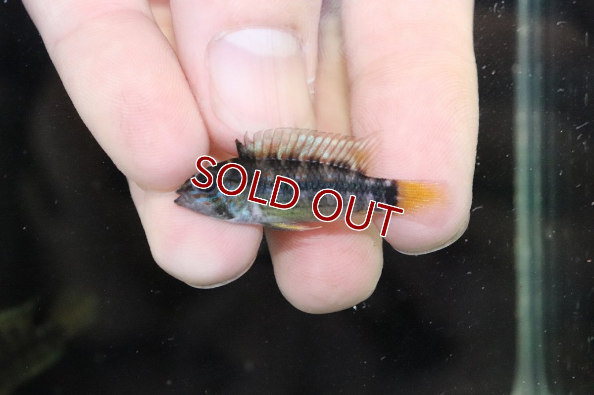 画像4: 【淡水魚】【通販】No1 アピストグラマ オルテガイ(パパゲイ) ワイルド【トリオ 個体販売】(アピストグラマ)(生体)(熱帯魚)NKAP (4)