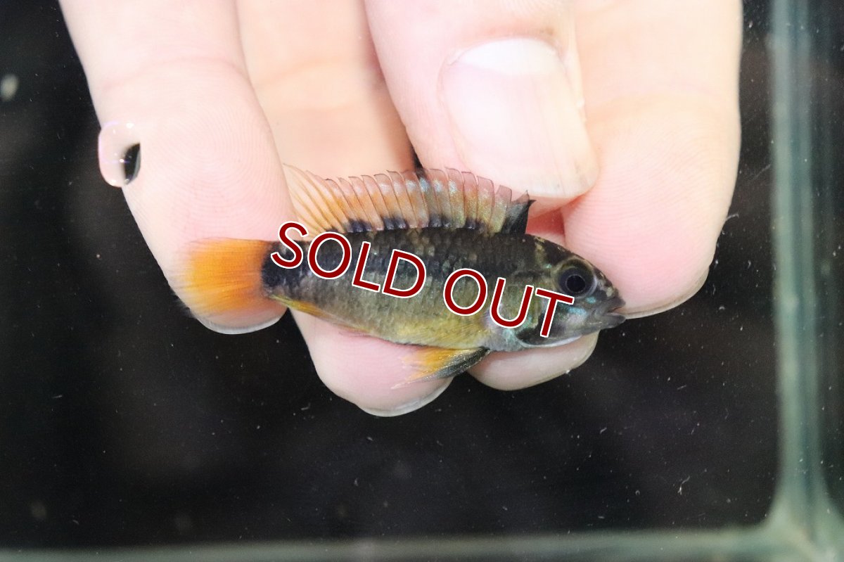 画像5: 【淡水魚】【通販】No1 アピストグラマ オルテガイ(パパゲイ) ワイルド【トリオ 個体販売】(アピストグラマ)(生体)(熱帯魚)NKAP (5)