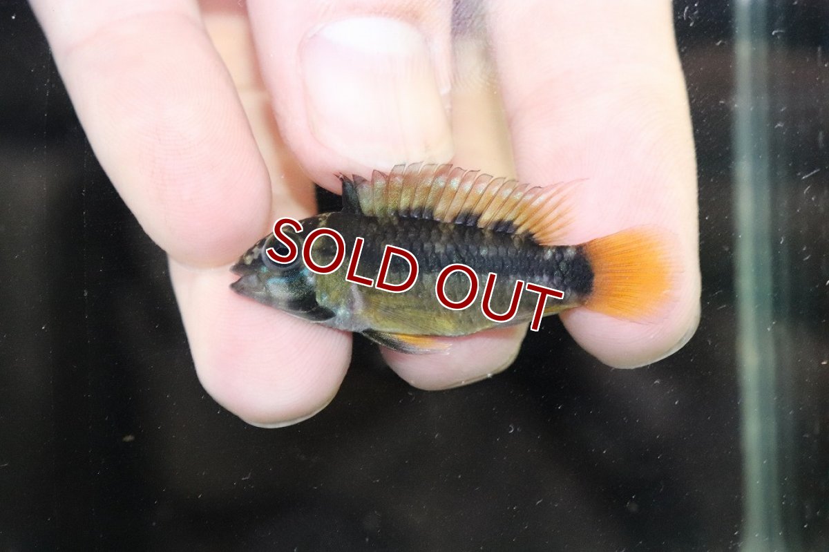 画像6: 【淡水魚】【通販】No1 アピストグラマ オルテガイ(パパゲイ) ワイルド【トリオ 個体販売】(アピストグラマ)(生体)(熱帯魚)NKAP (6)