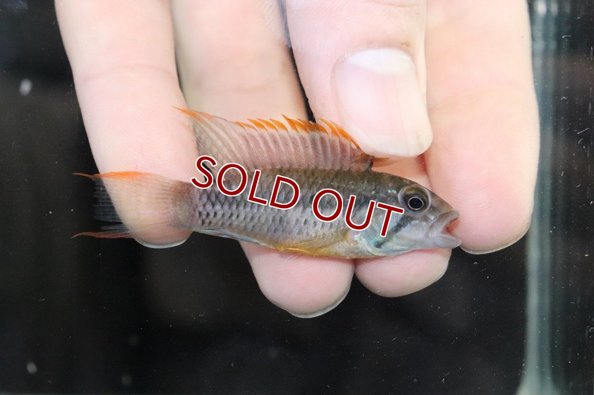 画像1: 【淡水魚】【通販】No2 アピストグラマ sp ラディスラオ ペルー産 ワイルド【1ペア 個体販売】(アピストグラマ)(生体)(熱帯魚)NKAP (1)