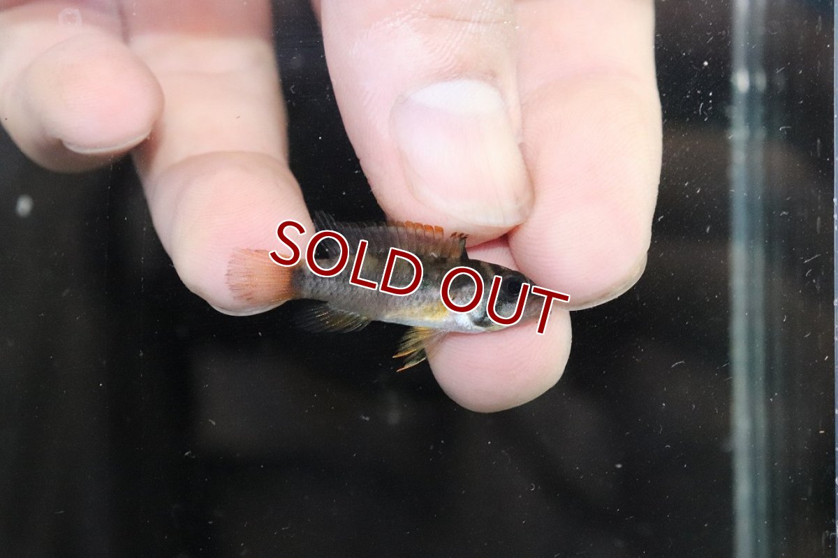 画像2: 【淡水魚】【通販】No2 アピストグラマ sp ラディスラオ ペルー産 ワイルド【1ペア 個体販売】(アピストグラマ)(生体)(熱帯魚)NKAP (2)