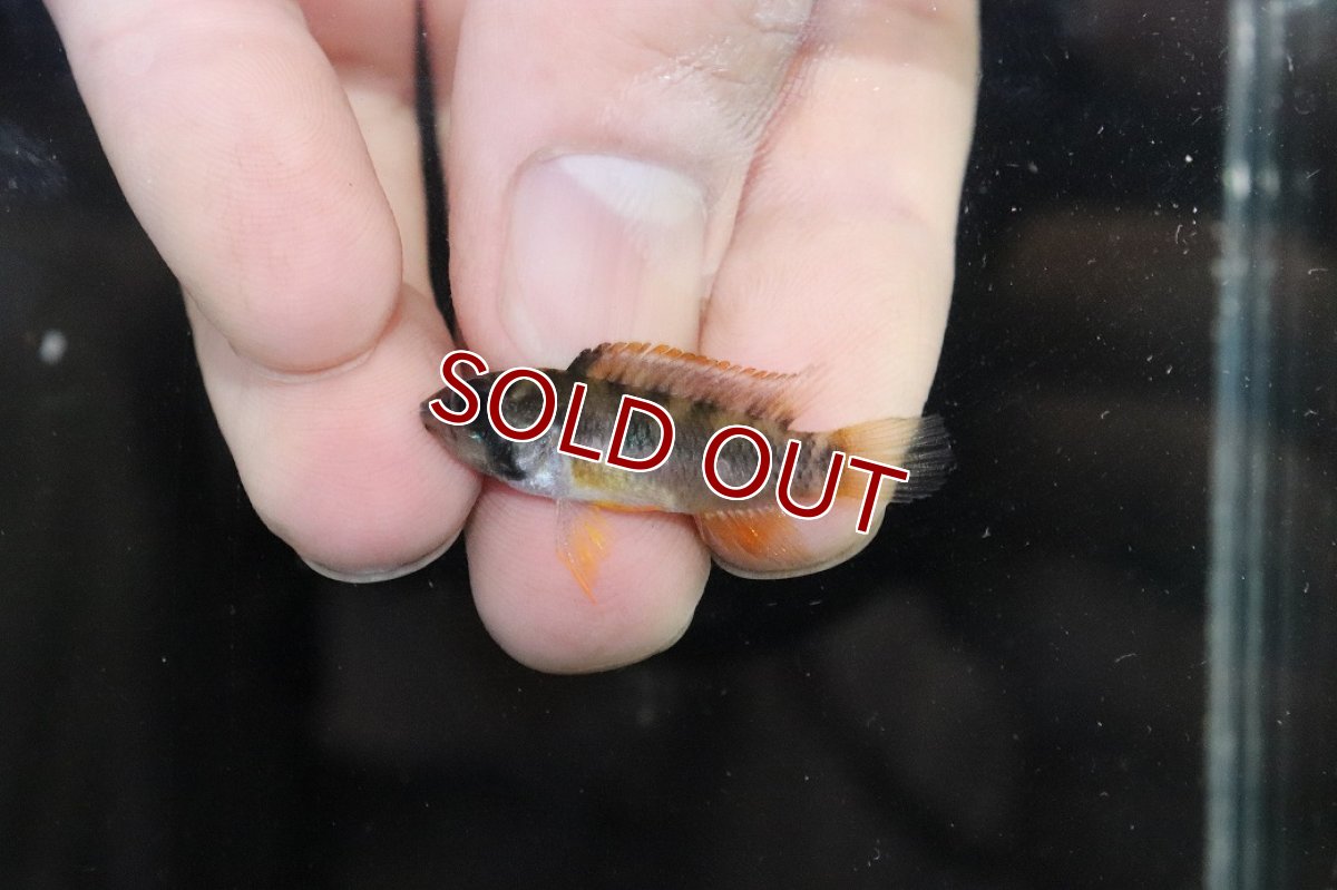 画像3: 【淡水魚】【通販】No2 アピストグラマ sp ラディスラオ ペルー産 ワイルド【1ペア 個体販売】(アピストグラマ)(生体)(熱帯魚)NKAP (3)