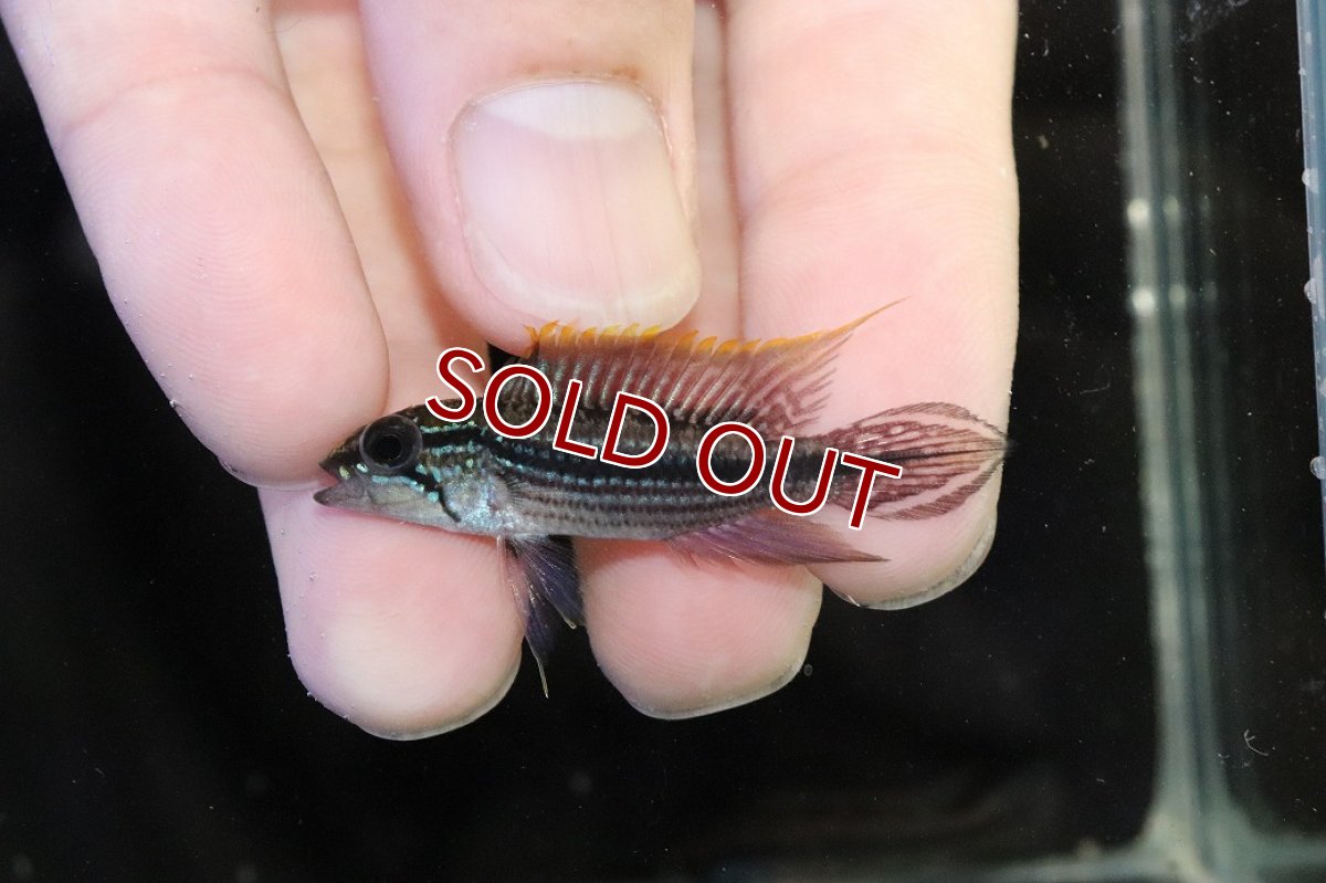 画像2: 【淡水魚】【通販】No1 アピストグラマ アガシジィ テフェ産 ワイルド【1ペア 個体販売】(アピストグラマ)(生体)(熱帯魚)NKAP (2)