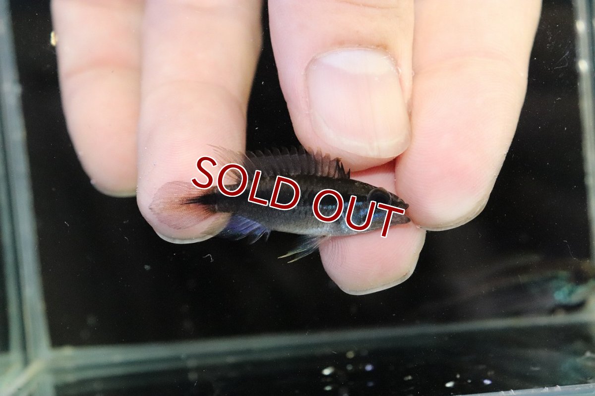 画像3: 【淡水魚】【通販】No1 アピストグラマ アガシジィ テフェ産 ワイルド【1ペア 個体販売】(アピストグラマ)(生体)(熱帯魚)NKAP (3)