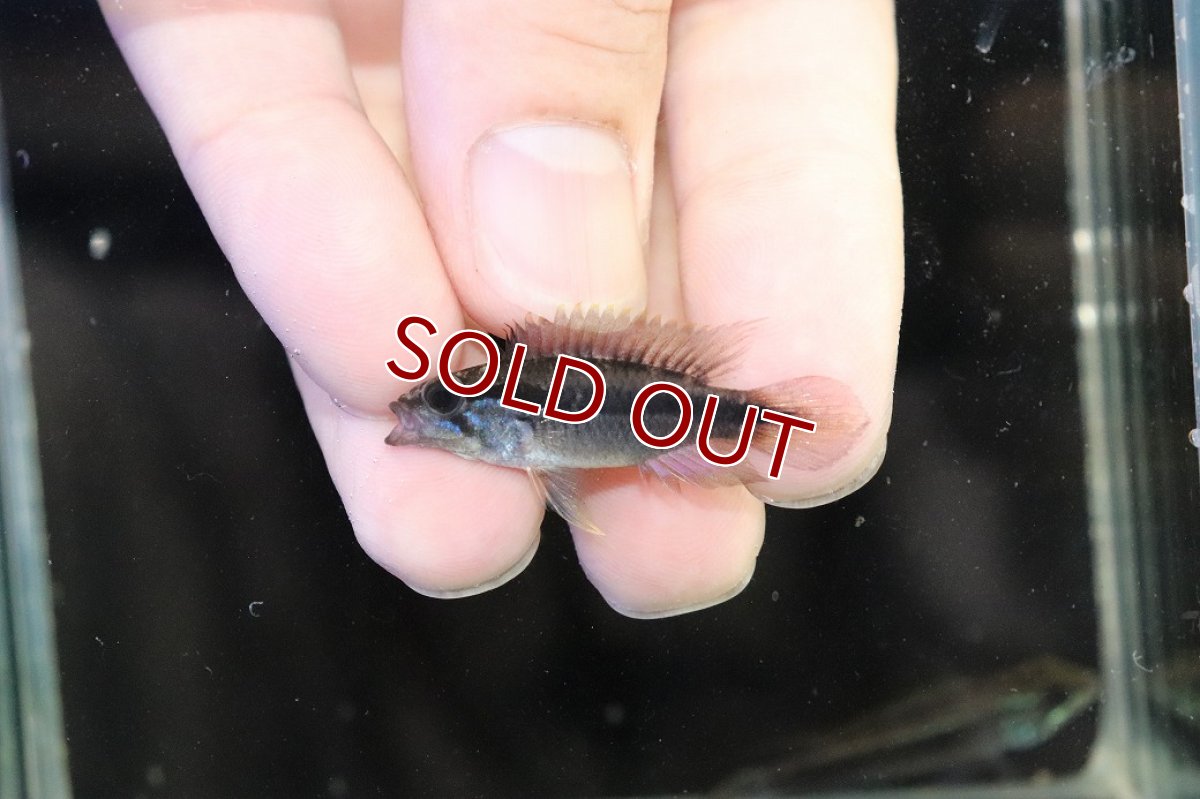 画像4: 【淡水魚】【通販】No1 アピストグラマ アガシジィ テフェ産 ワイルド【1ペア 個体販売】(アピストグラマ)(生体)(熱帯魚)NKAP (4)