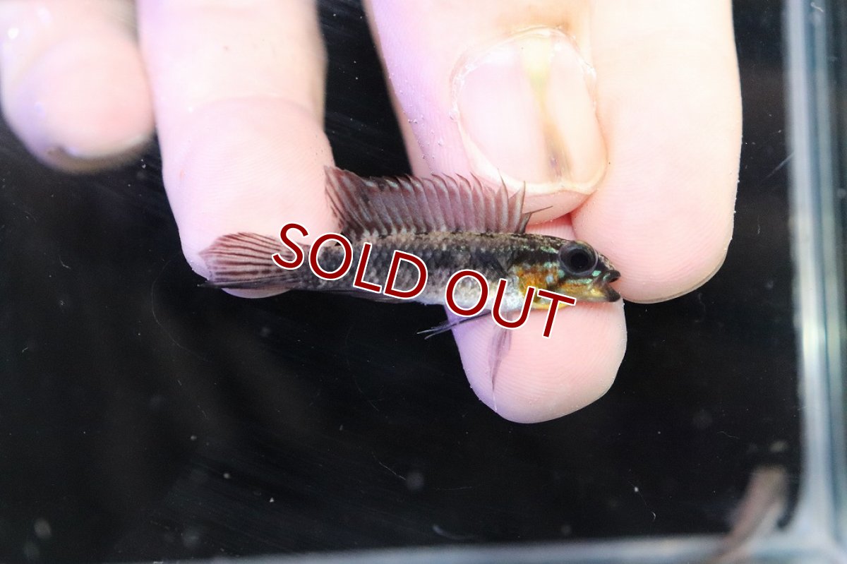 画像1: 【淡水魚】【通販】頬赤 No1 アピストグラマ エリザベサエ イサナ産 ワイルド【１ペア 個体販売】(アピストグラマ)(生体)(熱帯魚)NKＡＰ (1)