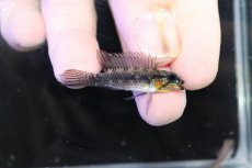 画像1: 【淡水魚】【通販】頬赤 No1 アピストグラマ エリザベサエ イサナ産 ワイルド【１ペア 個体販売】(アピストグラマ)(生体)(熱帯魚)NKＡＰ (1)
