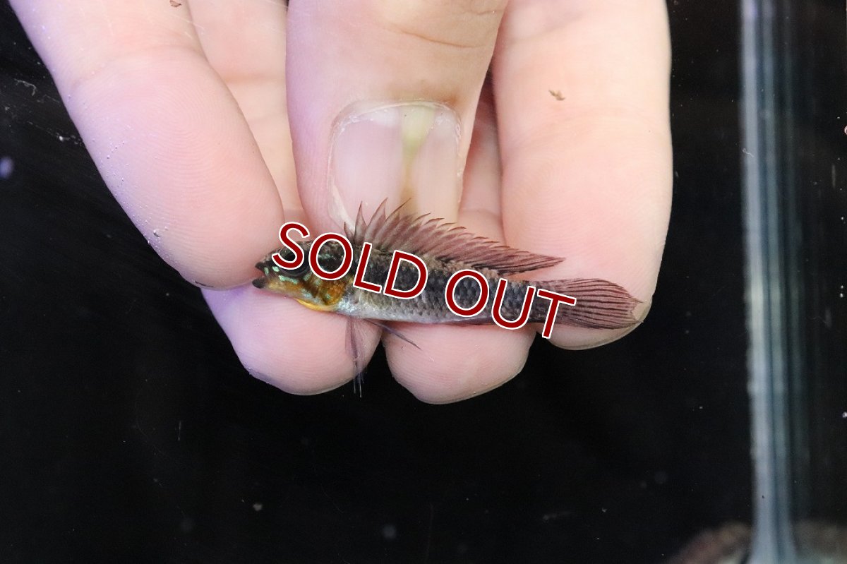 画像2: 【淡水魚】【通販】頬赤 No1 アピストグラマ エリザベサエ イサナ産 ワイルド【１ペア 個体販売】(アピストグラマ)(生体)(熱帯魚)NKＡＰ (2)