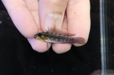 画像2: 【淡水魚】【通販】頬赤 No1 アピストグラマ エリザベサエ イサナ産 ワイルド【１ペア 個体販売】(アピストグラマ)(生体)(熱帯魚)NKＡＰ (2)