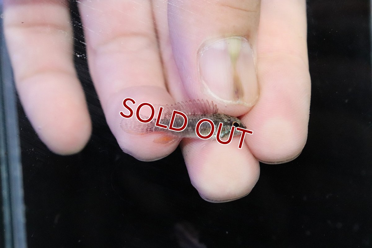 画像3: 【淡水魚】【通販】頬赤 No1 アピストグラマ エリザベサエ イサナ産 ワイルド【１ペア 個体販売】(アピストグラマ)(生体)(熱帯魚)NKＡＰ (3)