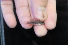 画像3: 【淡水魚】【通販】頬赤 No1 アピストグラマ エリザベサエ イサナ産 ワイルド【１ペア 個体販売】(アピストグラマ)(生体)(熱帯魚)NKＡＰ (3)