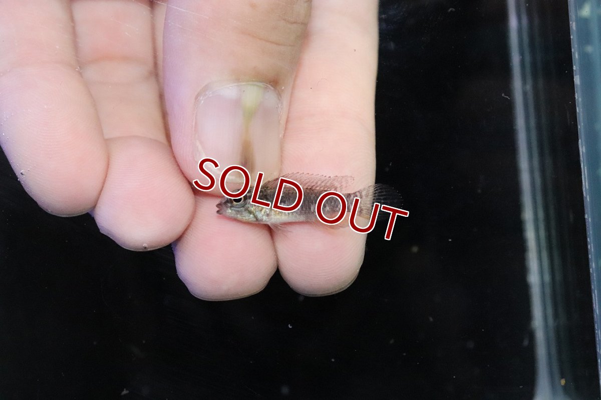 画像4: 【淡水魚】【通販】頬赤 No1 アピストグラマ エリザベサエ イサナ産 ワイルド【１ペア 個体販売】(アピストグラマ)(生体)(熱帯魚)NKＡＰ (4)