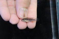 画像4: 【淡水魚】【通販】頬赤 No1 アピストグラマ エリザベサエ イサナ産 ワイルド【１ペア 個体販売】(アピストグラマ)(生体)(熱帯魚)NKＡＰ (4)