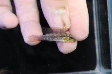 画像1: 【淡水魚】【通販】頬赤 No2 アピストグラマ エリザベサエ イサナ産 ワイルド【１ペア 個体販売】(アピストグラマ)(生体)(熱帯魚)NKＡＰ (1)