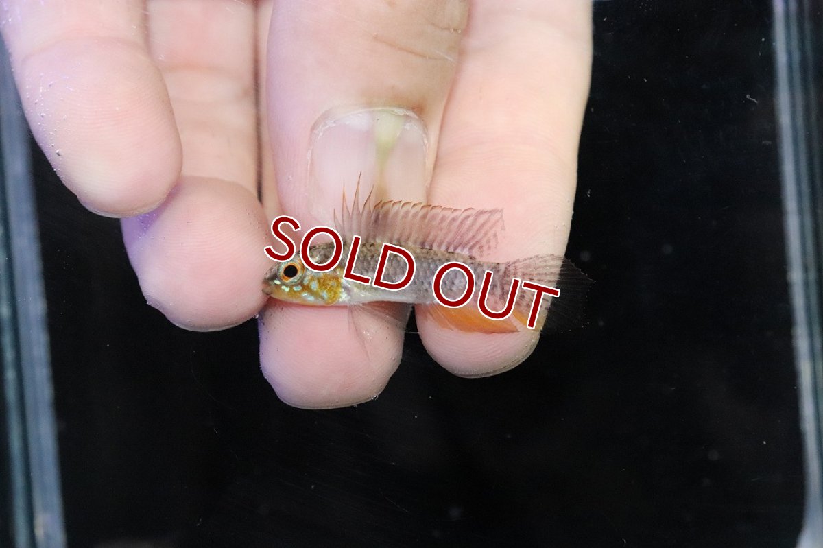 画像2: 【淡水魚】【通販】頬赤 No2 アピストグラマ エリザベサエ イサナ産 ワイルド【１ペア 個体販売】(アピストグラマ)(生体)(熱帯魚)NKＡＰ (2)