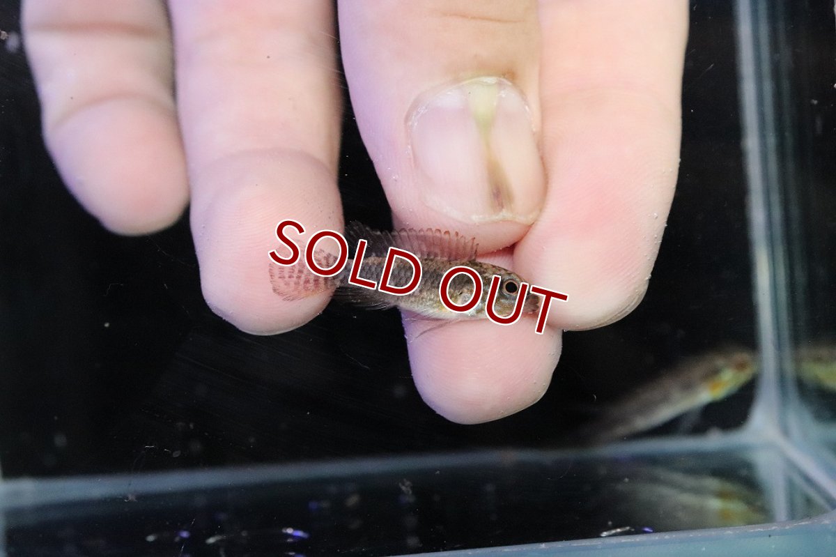 画像3: 【淡水魚】【通販】頬赤 No2 アピストグラマ エリザベサエ イサナ産 ワイルド【１ペア 個体販売】(アピストグラマ)(生体)(熱帯魚)NKＡＰ (3)