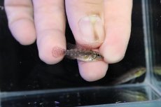 画像3: 【淡水魚】【通販】頬赤 No2 アピストグラマ エリザベサエ イサナ産 ワイルド【１ペア 個体販売】(アピストグラマ)(生体)(熱帯魚)NKＡＰ (3)