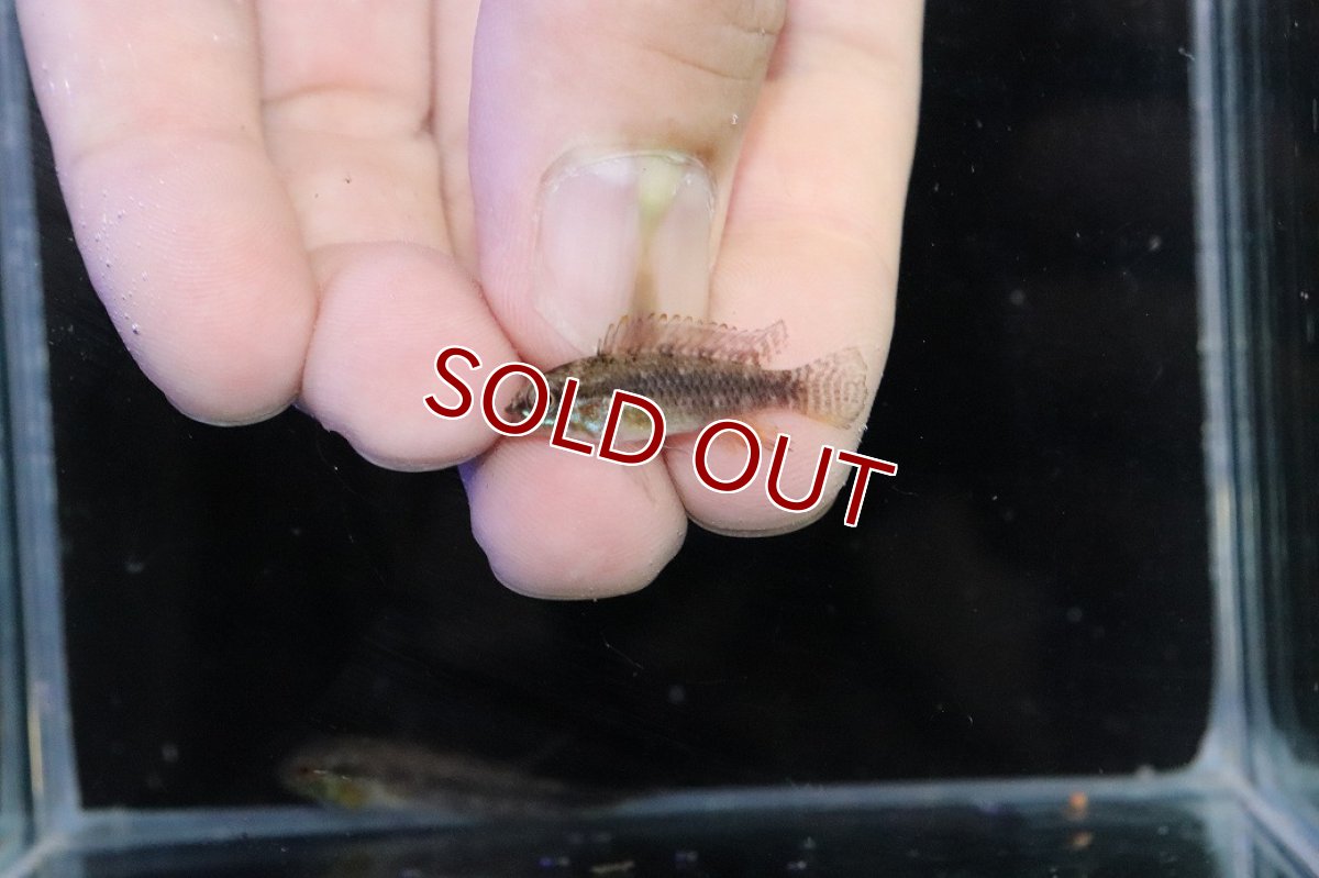 画像4: 【淡水魚】【通販】頬赤 No2 アピストグラマ エリザベサエ イサナ産 ワイルド【１ペア 個体販売】(アピストグラマ)(生体)(熱帯魚)NKＡＰ (4)