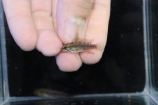 画像4: 【淡水魚】【通販】頬赤 No2 アピストグラマ エリザベサエ イサナ産 ワイルド【１ペア 個体販売】(アピストグラマ)(生体)(熱帯魚)NKＡＰ (4)
