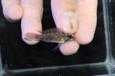 画像1: 【淡水魚】【通販】腹赤 No3 アピストグラマ エリザベサエ イサナ産 ワイルド【１ペア 個体販売】(アピストグラマ)(生体)(熱帯魚)NKＡＰ (1)