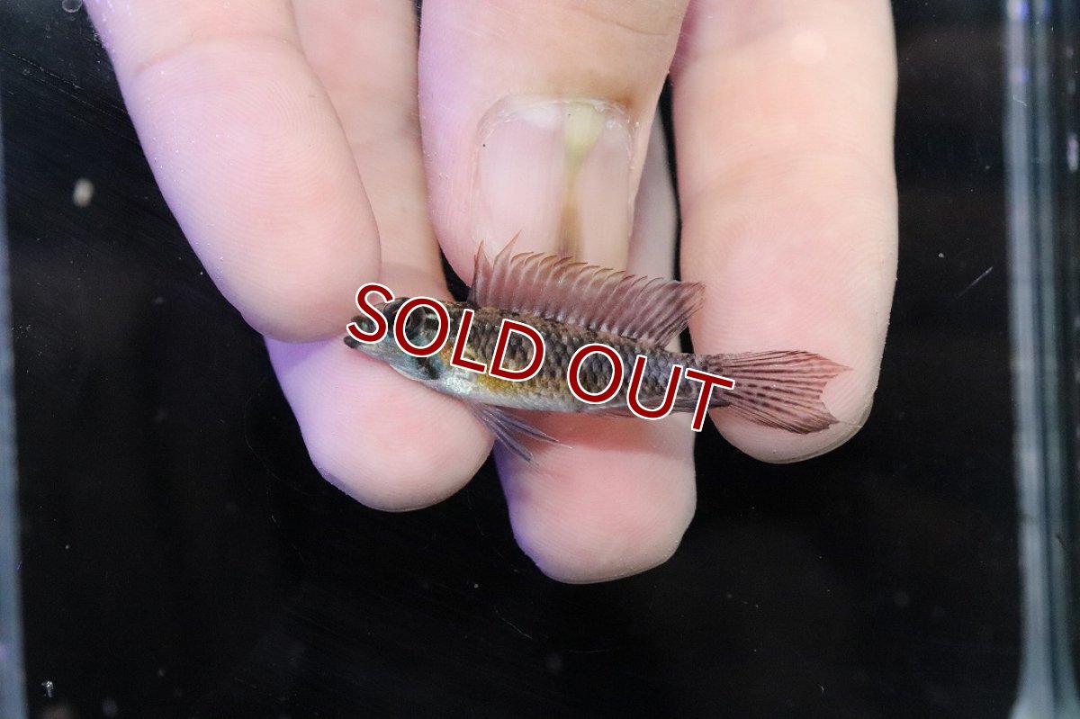 画像2: 【淡水魚】【通販】腹赤 No3 アピストグラマ エリザベサエ イサナ産 ワイルド【１ペア 個体販売】(アピストグラマ)(生体)(熱帯魚)NKＡＰ (2)