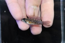 画像2: 【淡水魚】【通販】腹赤 No3 アピストグラマ エリザベサエ イサナ産 ワイルド【１ペア 個体販売】(アピストグラマ)(生体)(熱帯魚)NKＡＰ (2)