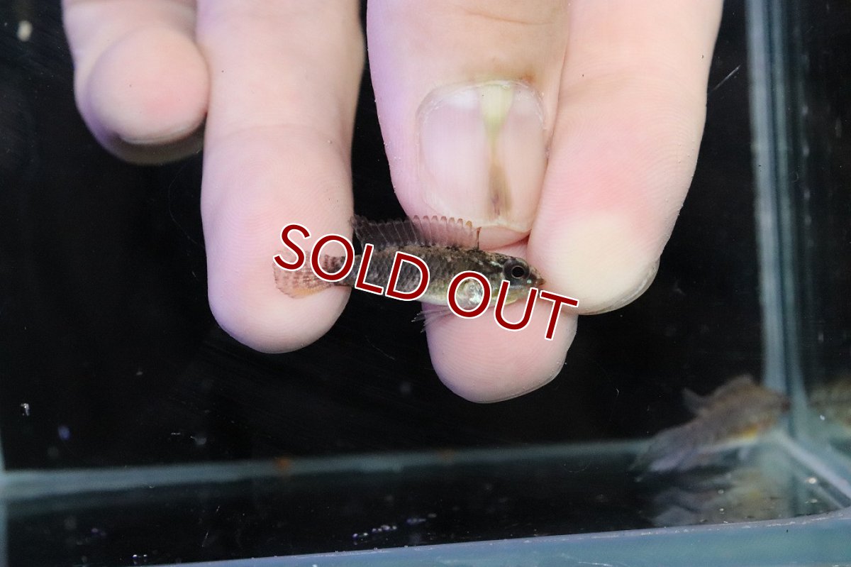 画像3: 【淡水魚】【通販】腹赤 No3 アピストグラマ エリザベサエ イサナ産 ワイルド【１ペア 個体販売】(アピストグラマ)(生体)(熱帯魚)NKＡＰ (3)