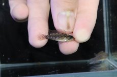 画像3: 【淡水魚】【通販】腹赤 No3 アピストグラマ エリザベサエ イサナ産 ワイルド【１ペア 個体販売】(アピストグラマ)(生体)(熱帯魚)NKＡＰ (3)