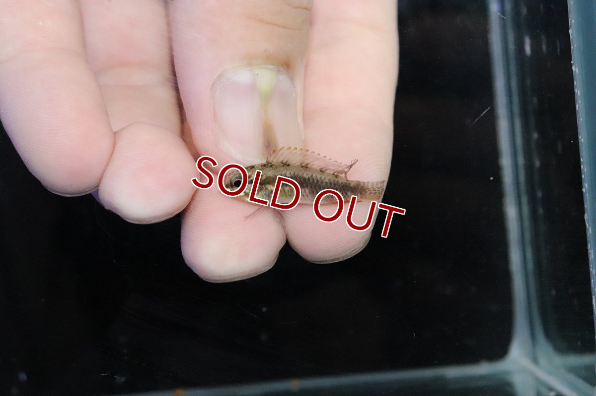 画像4: 【淡水魚】【通販】腹赤 No3 アピストグラマ エリザベサエ イサナ産 ワイルド【１ペア 個体販売】(アピストグラマ)(生体)(熱帯魚)NKＡＰ (4)