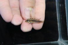 画像4: 【淡水魚】【通販】腹赤 No3 アピストグラマ エリザベサエ イサナ産 ワイルド【１ペア 個体販売】(アピストグラマ)(生体)(熱帯魚)NKＡＰ (4)