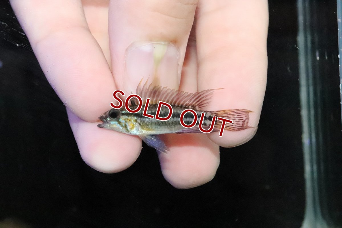 画像2: 【淡水魚】【通販】ブラジル便 No1 アピストグラマ ビタエニアータ リオ タパワ産 ワイルド【１ペア 個体販売】(生体)(熱帯魚)NKＡＰ (2)