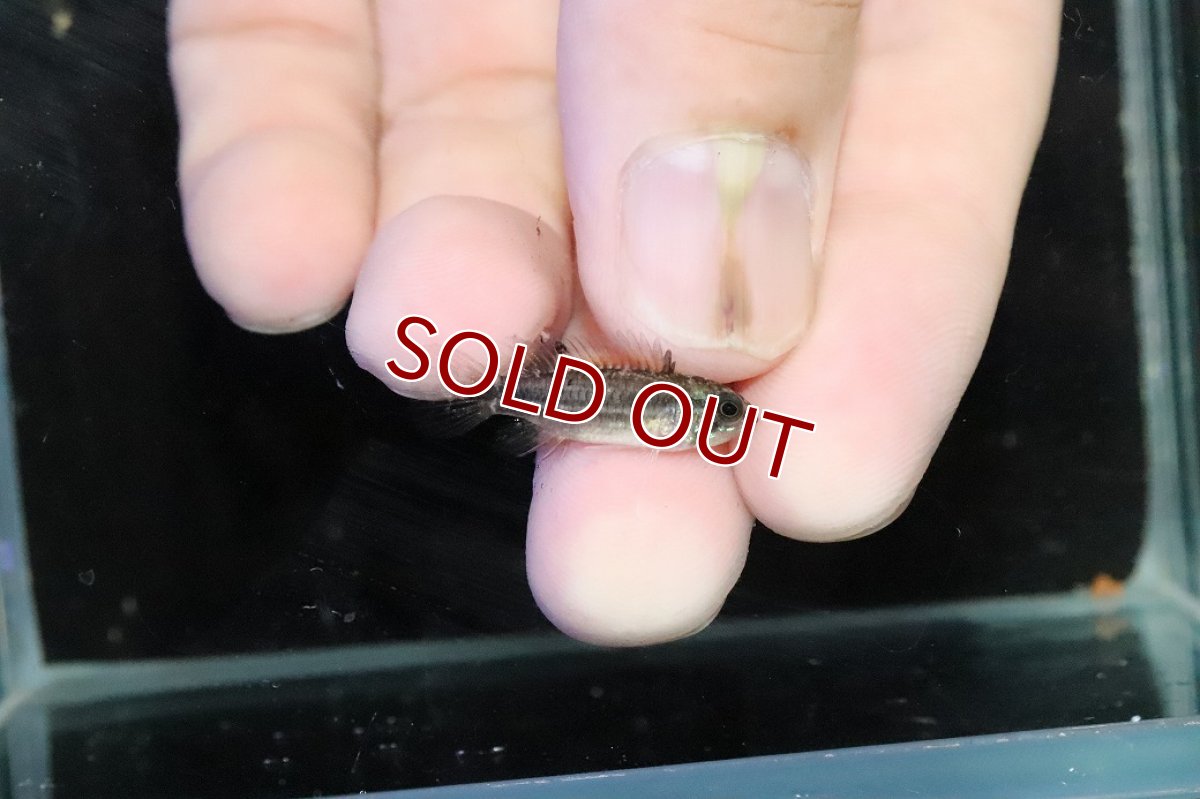 画像3: 【淡水魚】【通販】ブラジル便 No1 アピストグラマ ビタエニアータ リオ タパワ産 ワイルド【１ペア 個体販売】(生体)(熱帯魚)NKＡＰ (3)