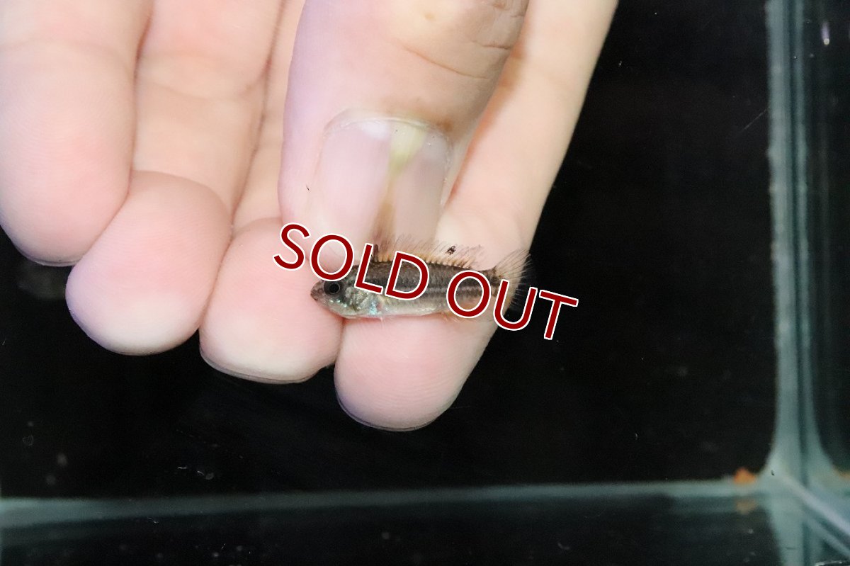 画像4: 【淡水魚】【通販】ブラジル便 No1 アピストグラマ ビタエニアータ リオ タパワ産 ワイルド【１ペア 個体販売】(生体)(熱帯魚)NKＡＰ (4)