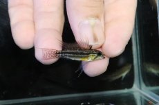画像1: 【淡水魚】【通販】ブラジル便 No2 アピストグラマ ビタエニアータ リオ タパワ産 ワイルド【１ペア 個体販売】(生体)(熱帯魚)NKＡＰ (1)