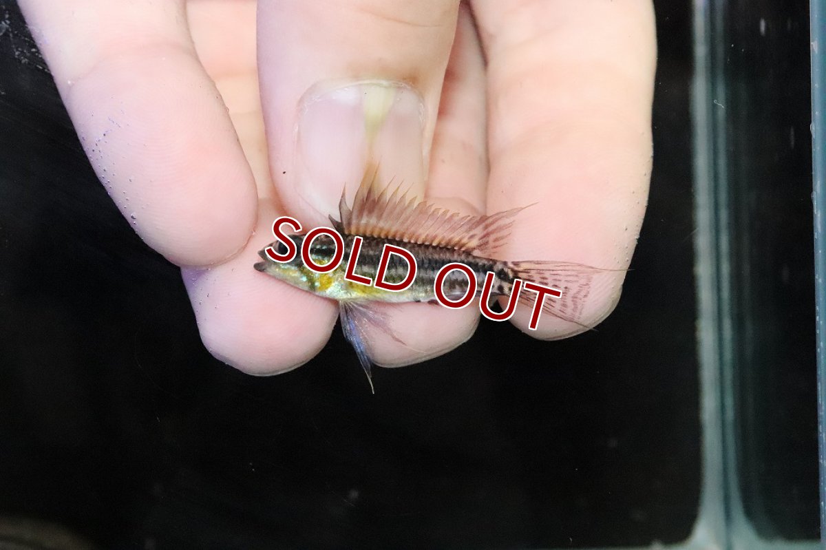 画像2: 【淡水魚】【通販】ブラジル便 No2 アピストグラマ ビタエニアータ リオ タパワ産 ワイルド【１ペア 個体販売】(生体)(熱帯魚)NKＡＰ (2)