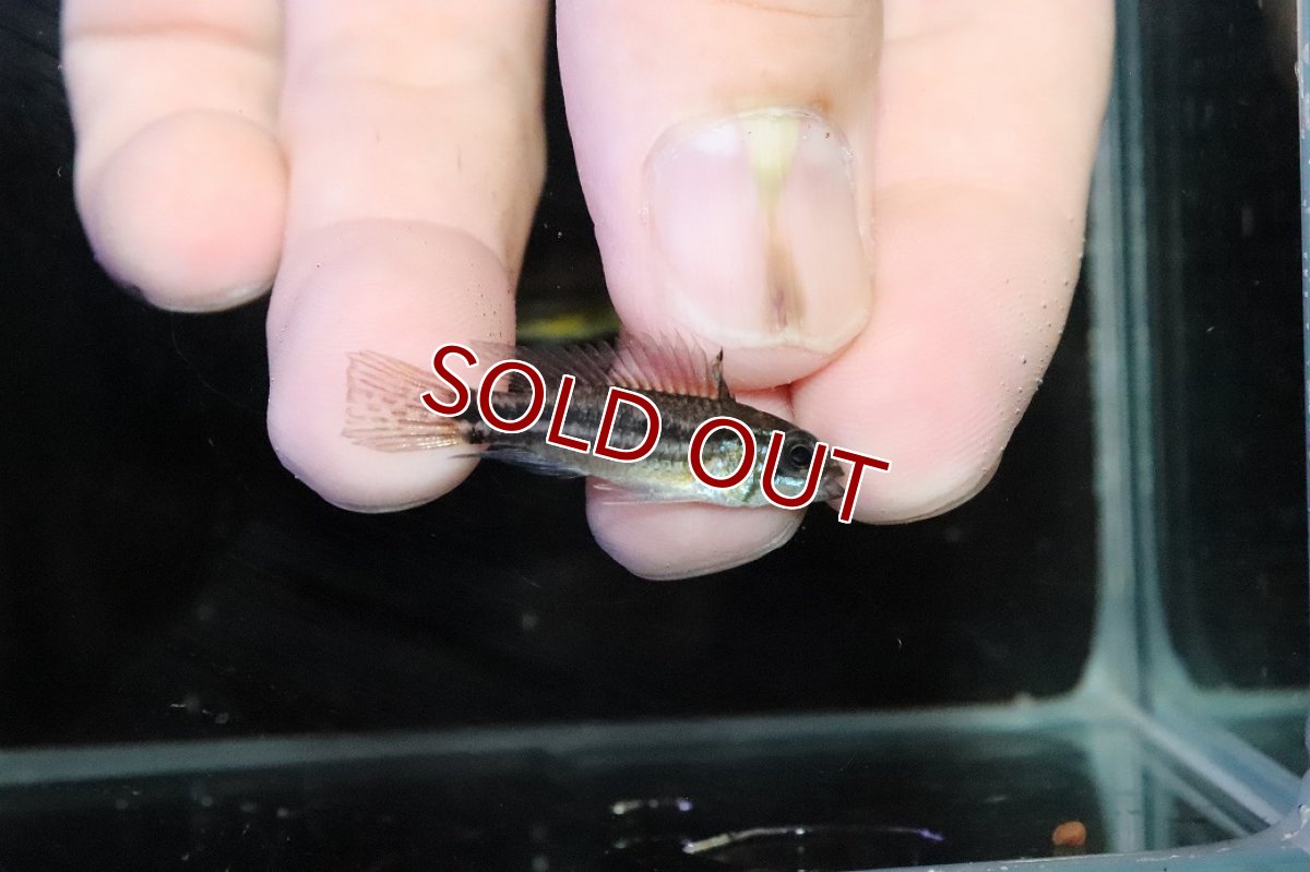 画像3: 【淡水魚】【通販】ブラジル便 No2 アピストグラマ ビタエニアータ リオ タパワ産 ワイルド【１ペア 個体販売】(生体)(熱帯魚)NKＡＰ (3)