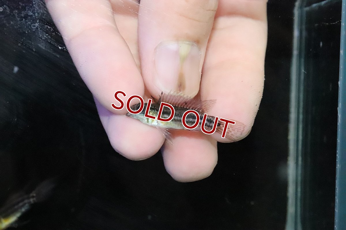 画像4: 【淡水魚】【通販】ブラジル便 No2 アピストグラマ ビタエニアータ リオ タパワ産 ワイルド【１ペア 個体販売】(生体)(熱帯魚)NKＡＰ (4)