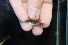 画像4: 【淡水魚】【通販】ブラジル便 No2 アピストグラマ ビタエニアータ リオ タパワ産 ワイルド【１ペア 個体販売】(生体)(熱帯魚)NKＡＰ (4)