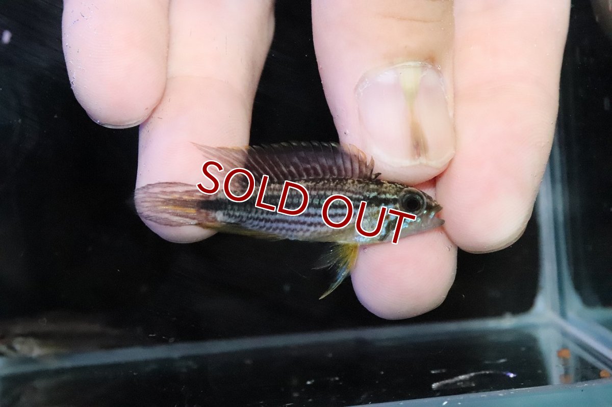 画像1: 【淡水魚】【通販】No1 アピストグラマ アガシジィ テフェ産 ワイルド【１ペア 個体販売】(アピストグラマ)(生体)(熱帯魚)NKＡＰ (1)