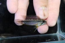 画像1: 【淡水魚】【通販】No1 アピストグラマ アガシジィ テフェ産 ワイルド【１ペア 個体販売】(アピストグラマ)(生体)(熱帯魚)NKＡＰ (1)
