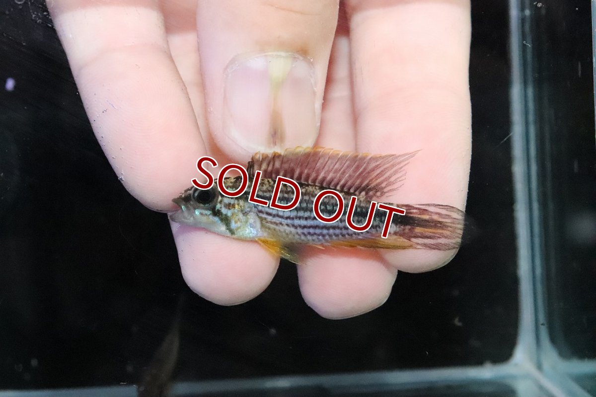 画像2: 【淡水魚】【通販】No1 アピストグラマ アガシジィ テフェ産 ワイルド【１ペア 個体販売】(アピストグラマ)(生体)(熱帯魚)NKＡＰ (2)