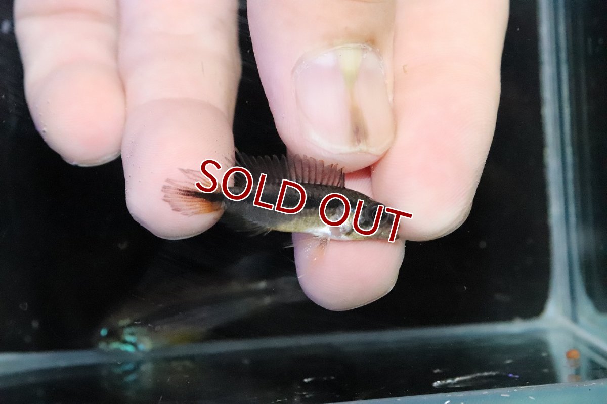 画像3: 【淡水魚】【通販】No1 アピストグラマ アガシジィ テフェ産 ワイルド【１ペア 個体販売】(アピストグラマ)(生体)(熱帯魚)NKＡＰ (3)