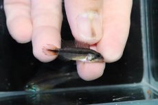 画像3: 【淡水魚】【通販】No1 アピストグラマ アガシジィ テフェ産 ワイルド【１ペア 個体販売】(アピストグラマ)(生体)(熱帯魚)NKＡＰ (3)