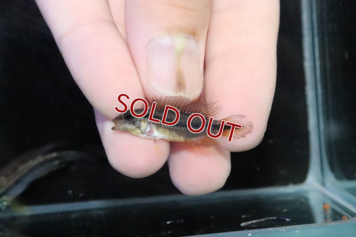 画像4: 【淡水魚】【通販】No1 アピストグラマ アガシジィ テフェ産 ワイルド【１ペア 個体販売】(アピストグラマ)(生体)(熱帯魚)NKＡＰ (4)