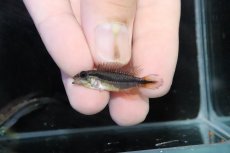 画像4: 【淡水魚】【通販】No1 アピストグラマ アガシジィ テフェ産 ワイルド【１ペア 個体販売】(アピストグラマ)(生体)(熱帯魚)NKＡＰ (4)