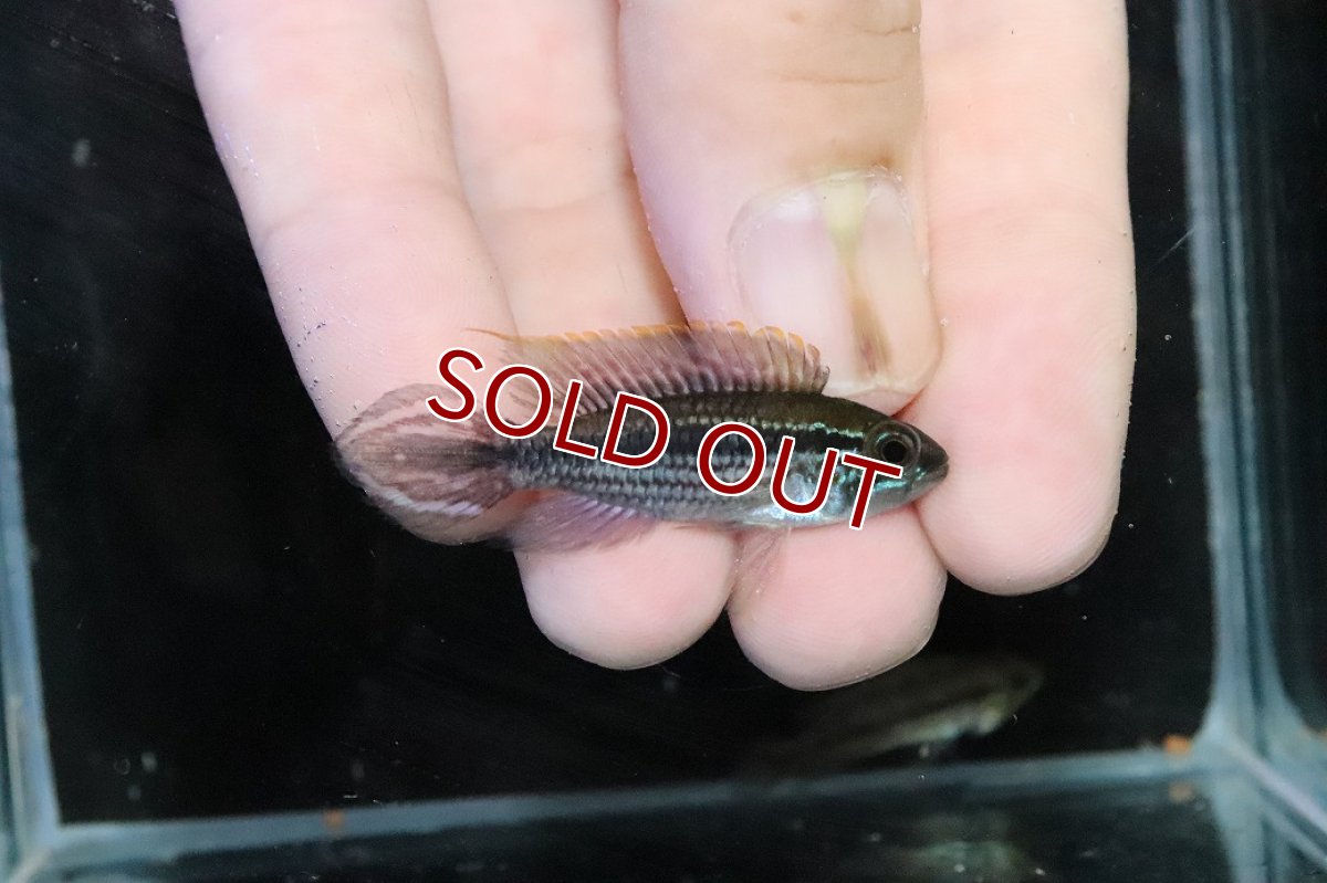 画像1: 【淡水魚】【通販】No2 アピストグラマ アガシジィ テフェ産 ワイルド【１ペア 個体販売】(アピストグラマ)(生体)(熱帯魚)NKＡＰ (1)