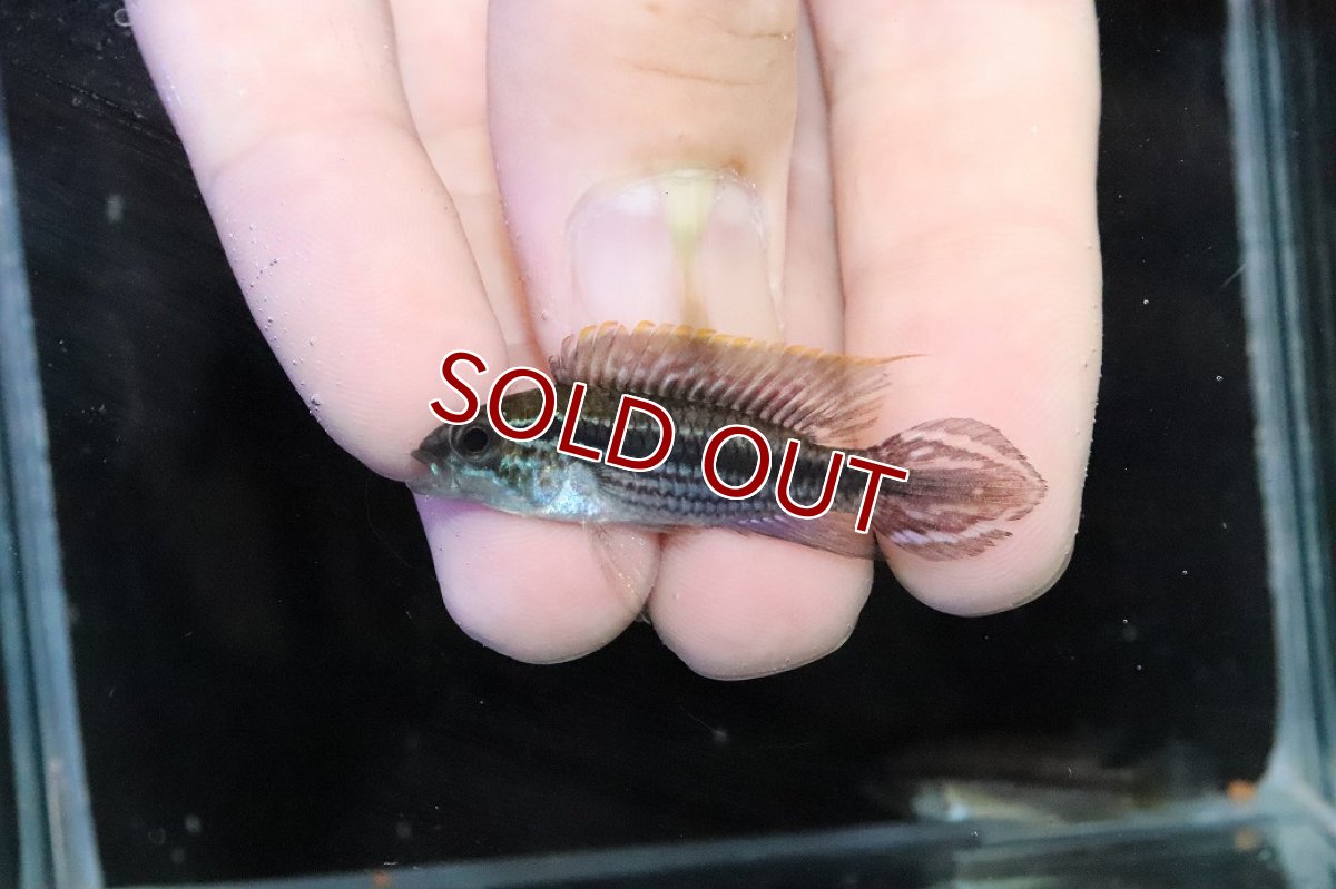 画像2: 【淡水魚】【通販】No2 アピストグラマ アガシジィ テフェ産 ワイルド【１ペア 個体販売】(アピストグラマ)(生体)(熱帯魚)NKＡＰ (2)