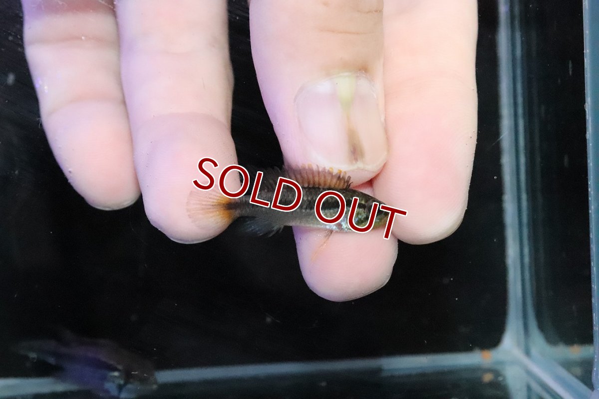 画像3: 【淡水魚】【通販】No2 アピストグラマ アガシジィ テフェ産 ワイルド【１ペア 個体販売】(アピストグラマ)(生体)(熱帯魚)NKＡＰ (3)