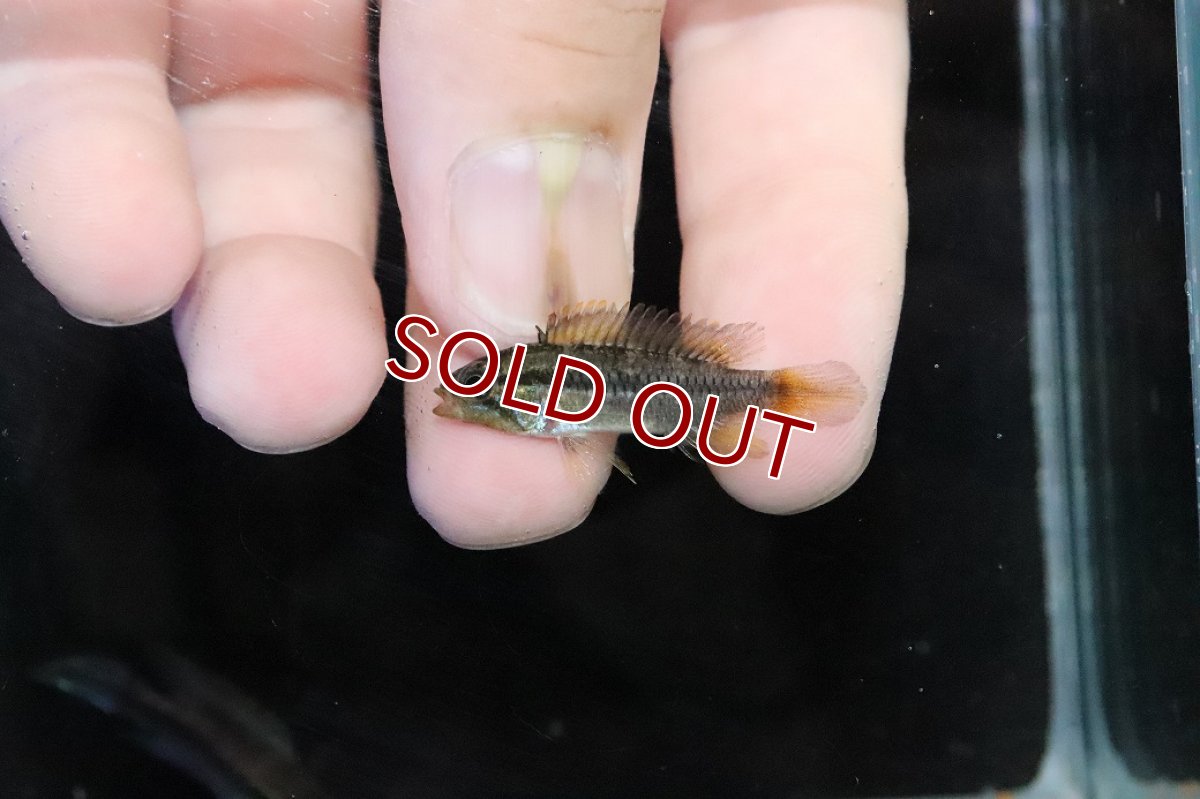 画像4: 【淡水魚】【通販】No2 アピストグラマ アガシジィ テフェ産 ワイルド【１ペア 個体販売】(アピストグラマ)(生体)(熱帯魚)NKＡＰ (4)