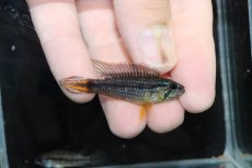 画像1: 【淡水魚】【通販】No3 アピストグラマ アガシジィ テフェ産 ワイルド【１ペア 個体販売】(アピストグラマ)(生体)(熱帯魚)NKＡＰ (1)